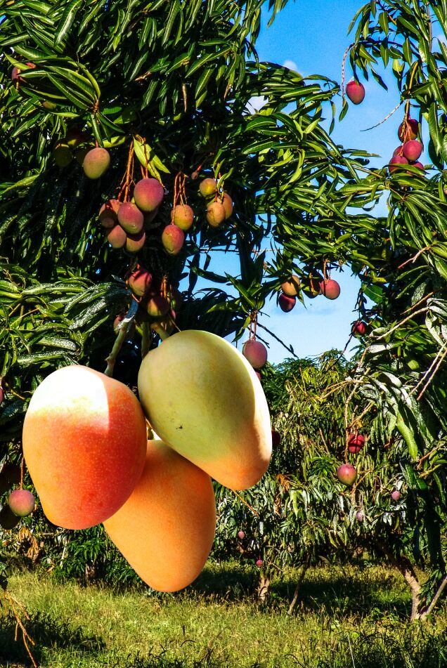 Mango