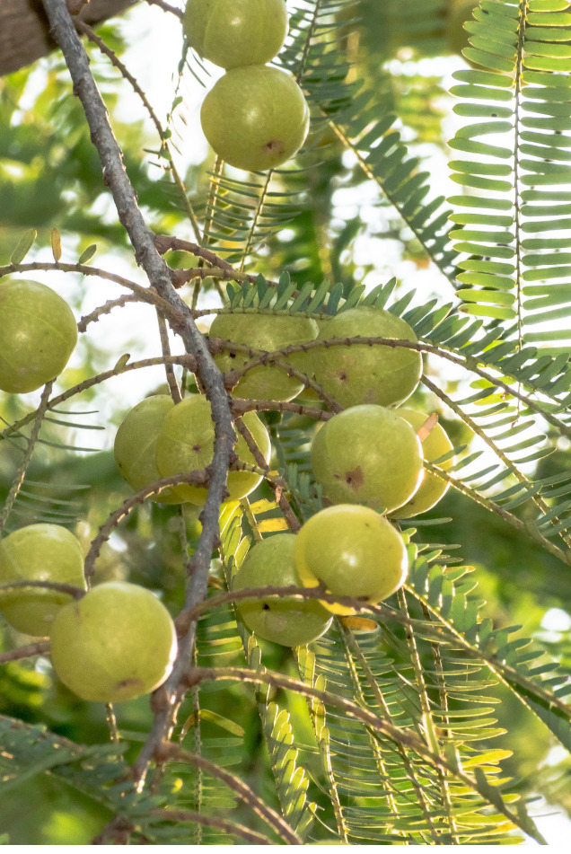 indian goose berry